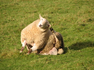Obraz premium Scottish Sheep 