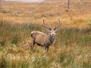 Scottish Antelope
