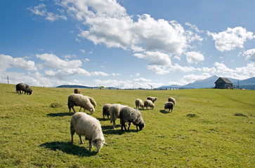 Fototapeta premium Sheep in mountain