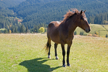 Horse on mountain