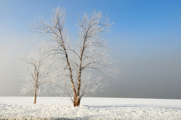 Winter Landscape With Fog
