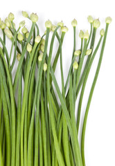 Garlic Chives