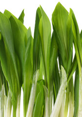 Ramson bunch vegetable