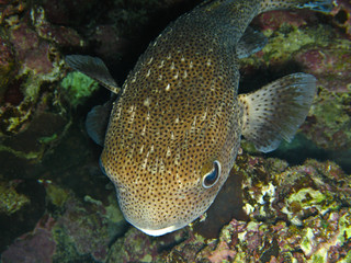 Reef coral fish Common porcupinefish