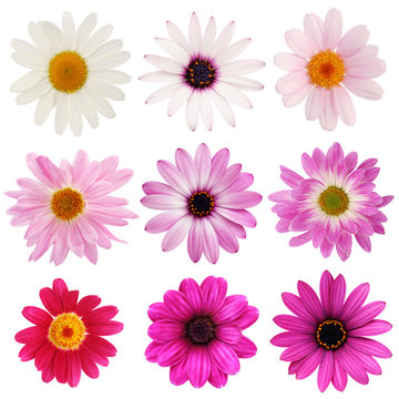 Pink daisy collection