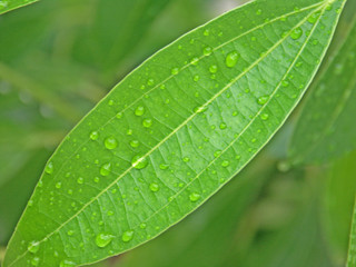 gouttes de pluie sur feuille de cannelle