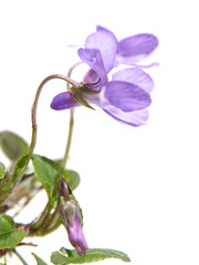Fototapeta na wymiar Viola canina , Heath Dog-violet , Heath Violet, side view, isola