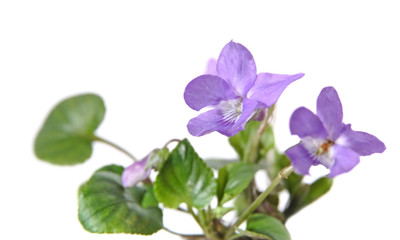 Viola canina , Heath Dog-violet , Heath Violet, small bush, isol