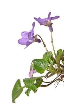 Viola canina , Heath Dog-violet , Heath Violet side view, isolat