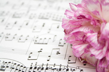 modern musical notes and pink flower background