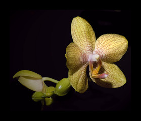 Orchid-5