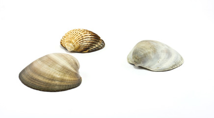 Sea shells