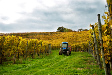 Fototapeta premium Tractor in the Vineyard