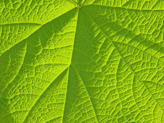 nervures sur feuille de vigne sauvage