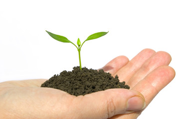 Growth