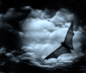 bat flying in the dark cloudy sky - obrazy, fototapety, plakaty
