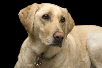 White Labrador