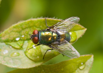 Golden-green bottle fly on a leaf, top view
