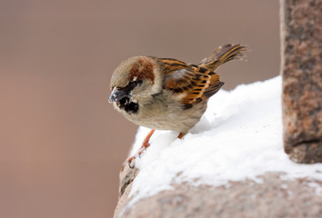 Sparrow on a parapet