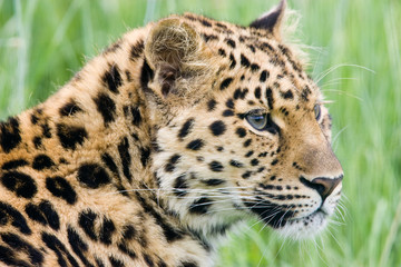 leopard