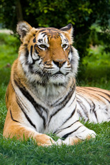 Fototapeta premium tiger lounging