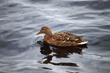 Female duck