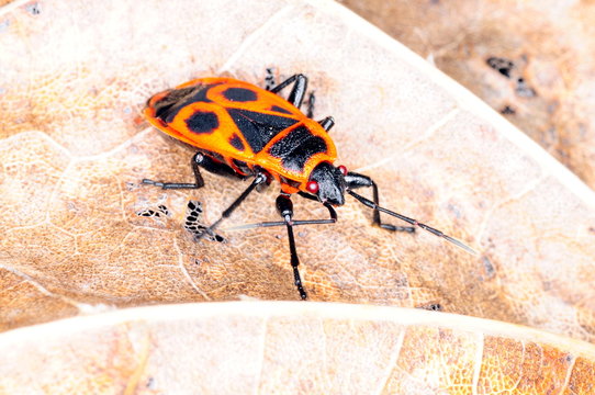 Pyrrhocoris apterus known as firebug