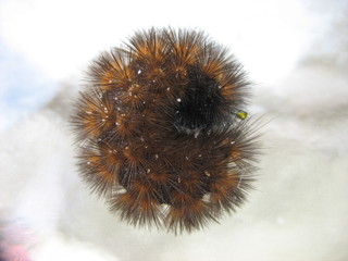 Caterpillar