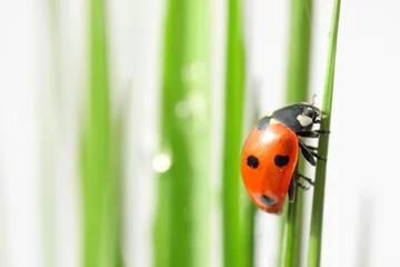 Printed roller blinds Ladybugs ladybug in grass