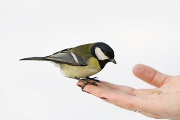Great Tit