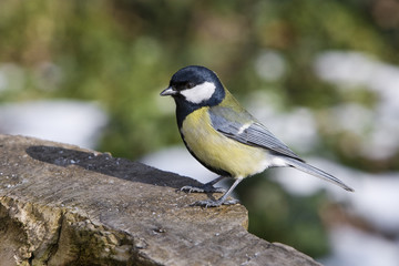 Great Tit - Parus Major