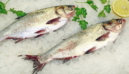 Fresh fish on ice