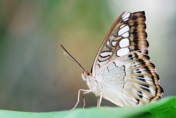 Mottig