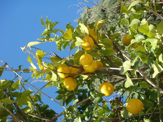 Lemons growing on a tree in the summer sun