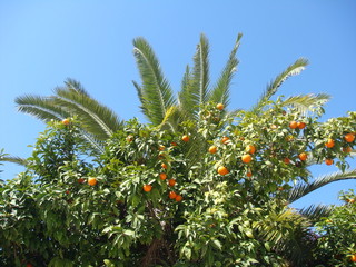 An orange and palm tree on a summers day