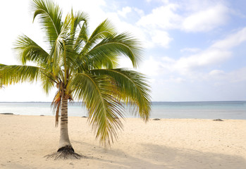 A view of tropical beach with coconut palm trees