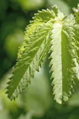 Rain-drops on the the fresh shoot