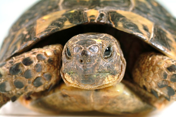 Fototapeta premium turtle portrait