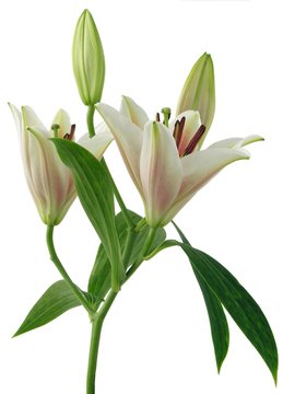 buds and flowers of pink lilies