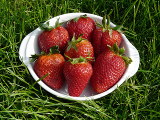 fraises1 