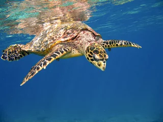 Foto auf Acrylglas Schildkröte Meeresschildkröte