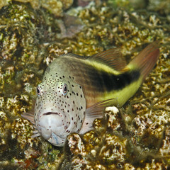 Reef coral fish Paracirrhites Forsteri 2