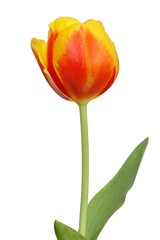 Red Tulip