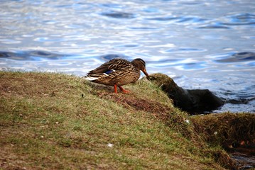 Walking female duck 