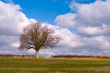 Fototapeta na wymiar Oak Tree in Winter