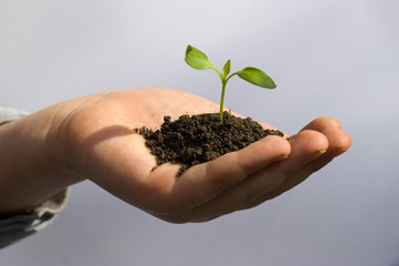 plant in hand