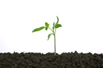plant