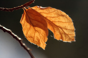 in der Wintersonne 1