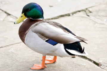 Colourful Mallard