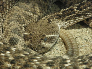 Obraz premium Klapperschlange